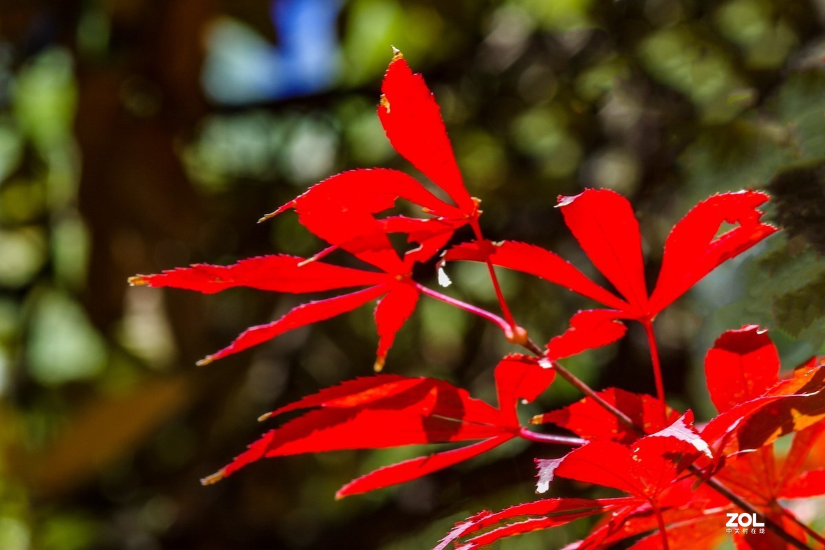 霜叶红于二月花
