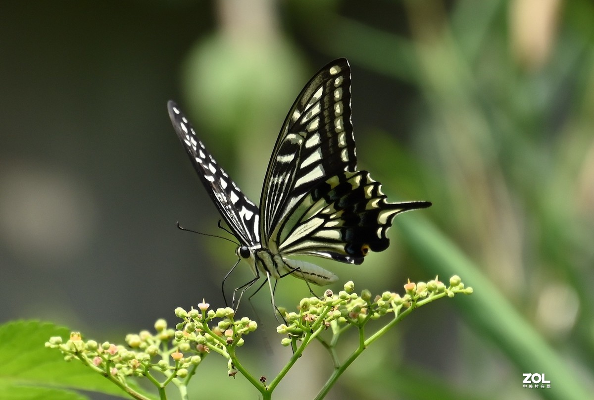 尼康Z6配尼克尔 Z 24-200mm f/4-6.3镜头