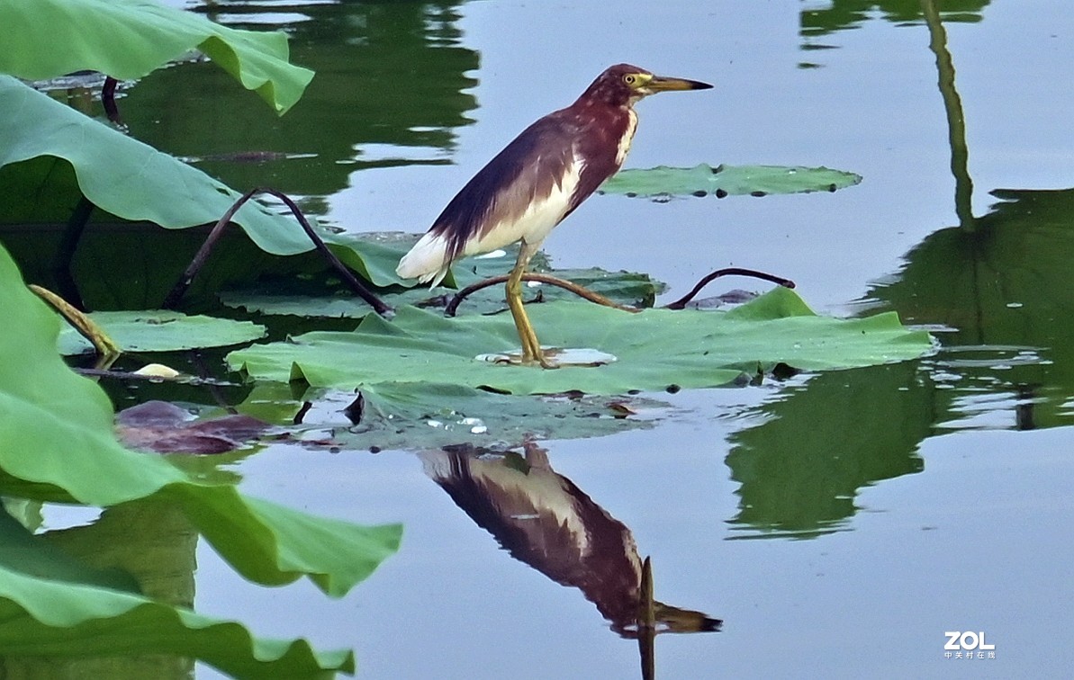 尼康Z6配尼克尔 Z 24-200mm f/4-6.3镜头