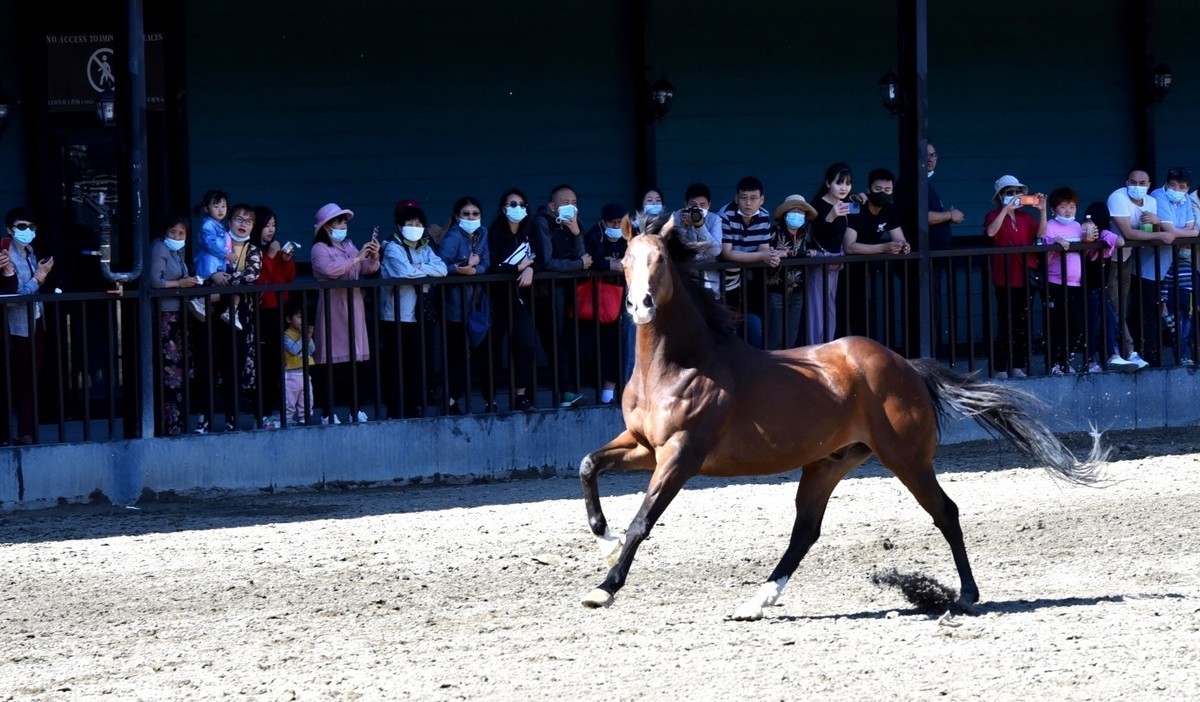 烏魯木齊野馬古生態園的汗血寶馬和騎手錶演.