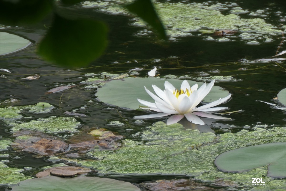 【白莲】——摄于上海天山公园