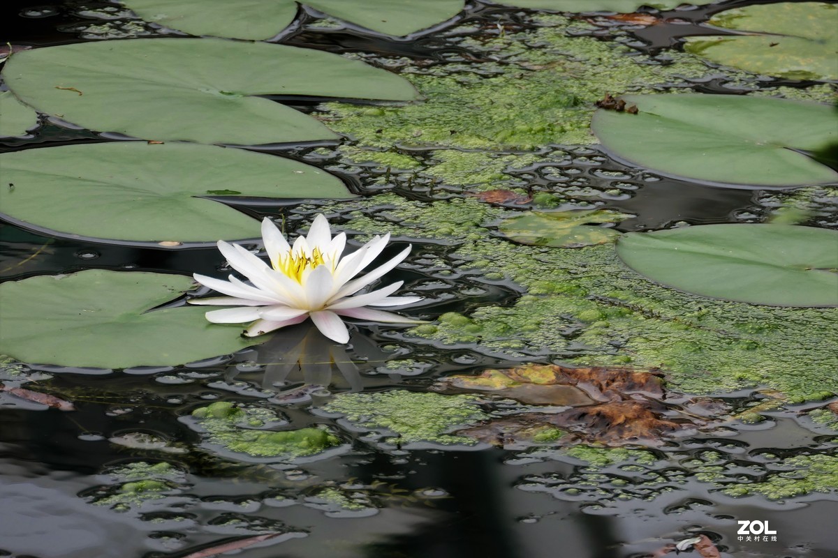 【白莲】——摄于上海天山公园