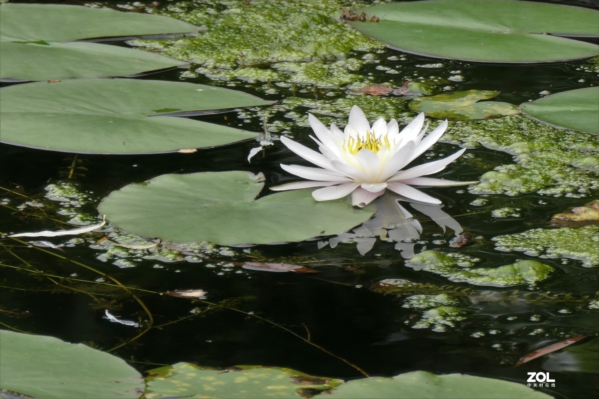 【白莲】——摄于上海天山公园