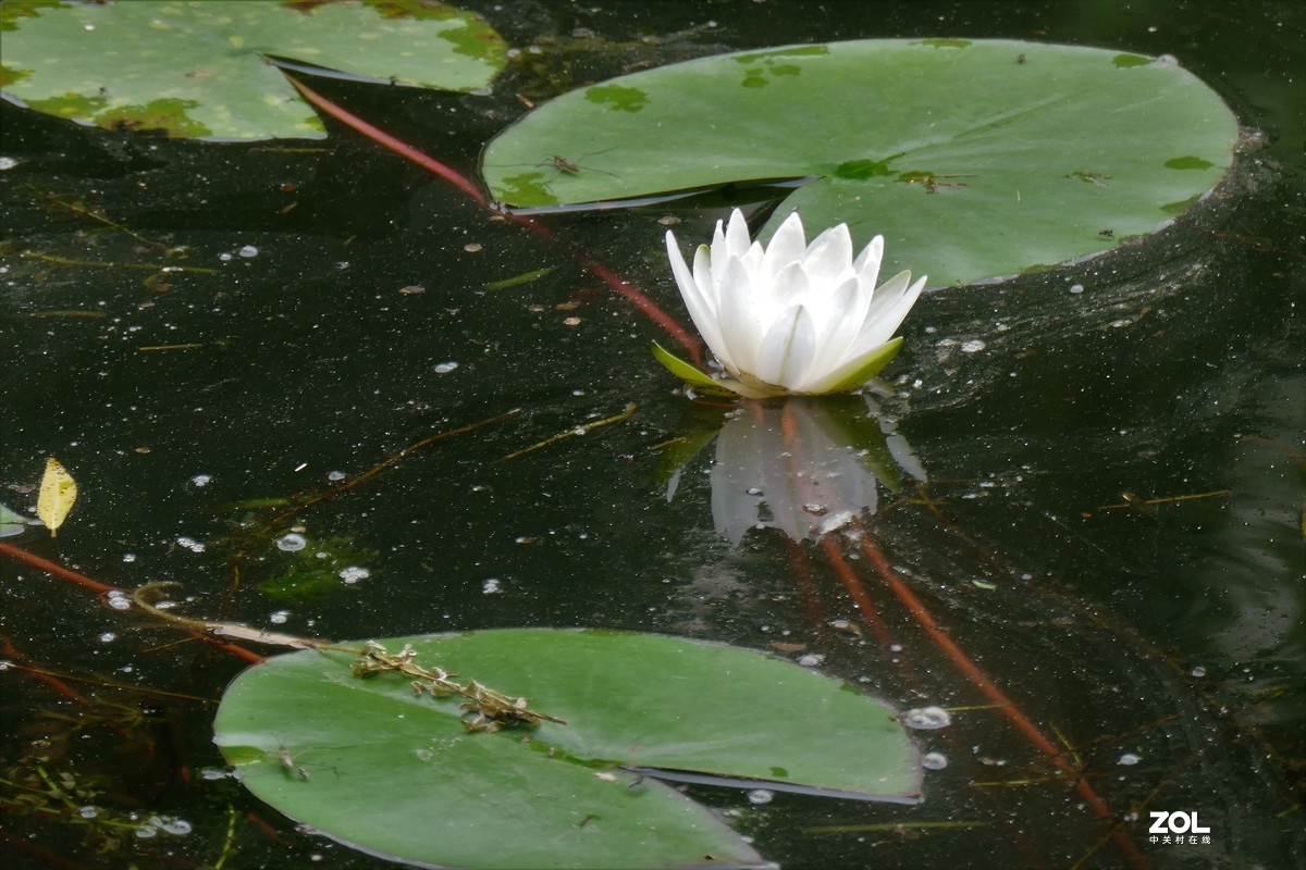 【白莲】——摄于上海天山公园