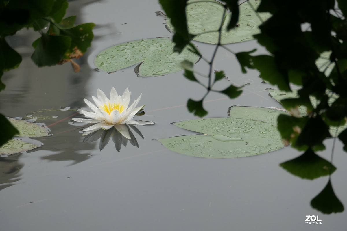 【白莲】——摄于上海天山公园