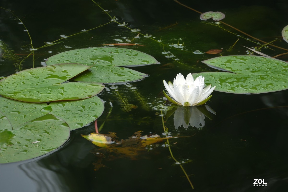 【白莲】——摄于上海天山公园