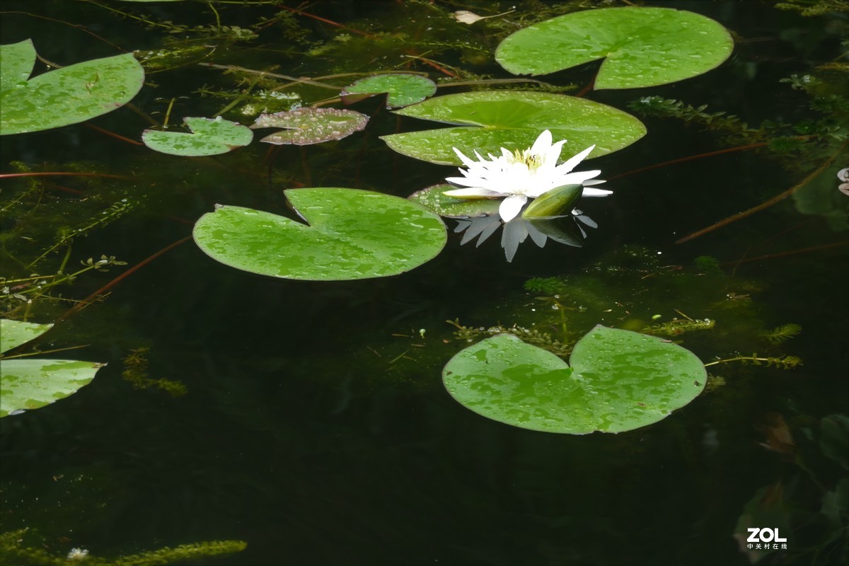 【白莲】——摄于上海天山公园