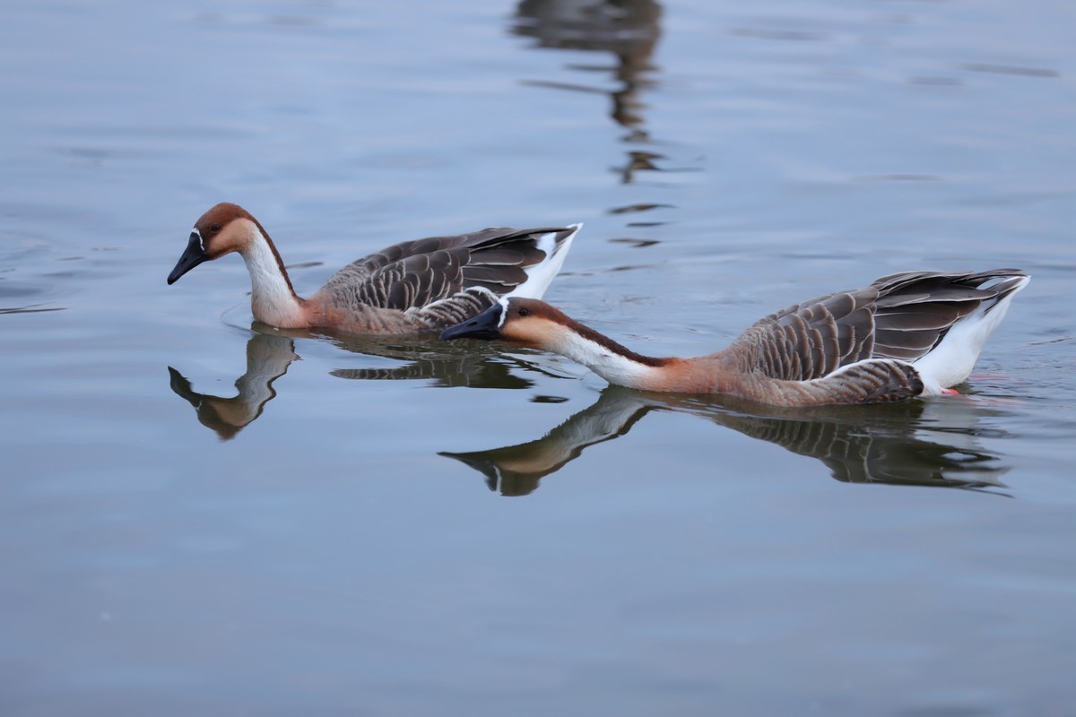 202111月拍摄大雁