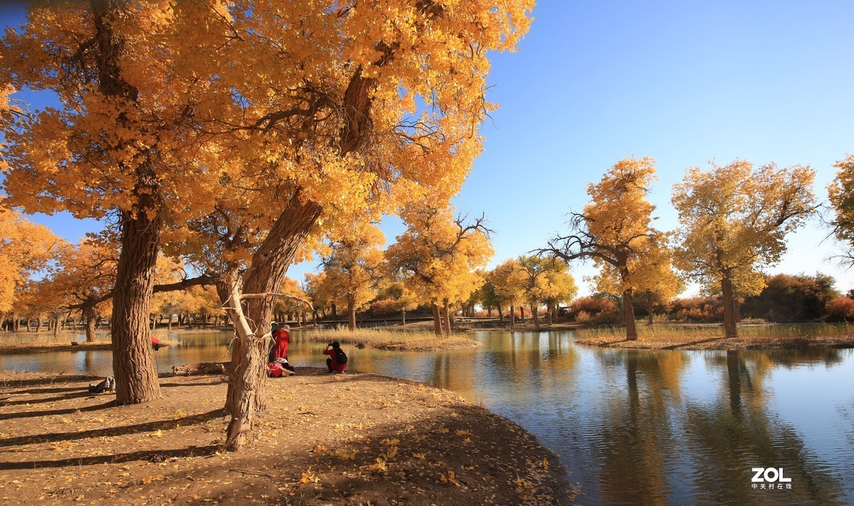 额济纳旗大漠胡杨林