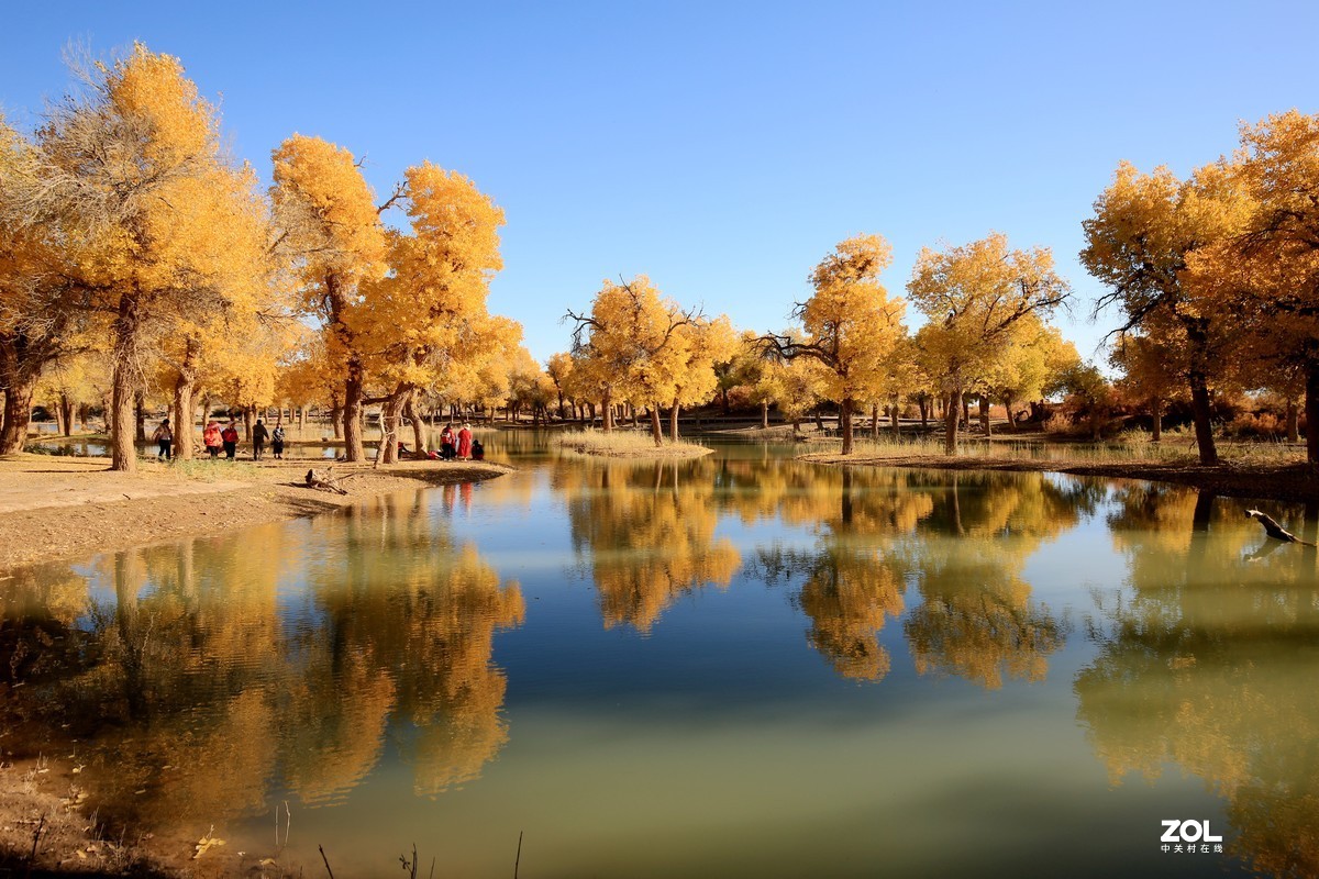 额济纳旗大漠胡杨林