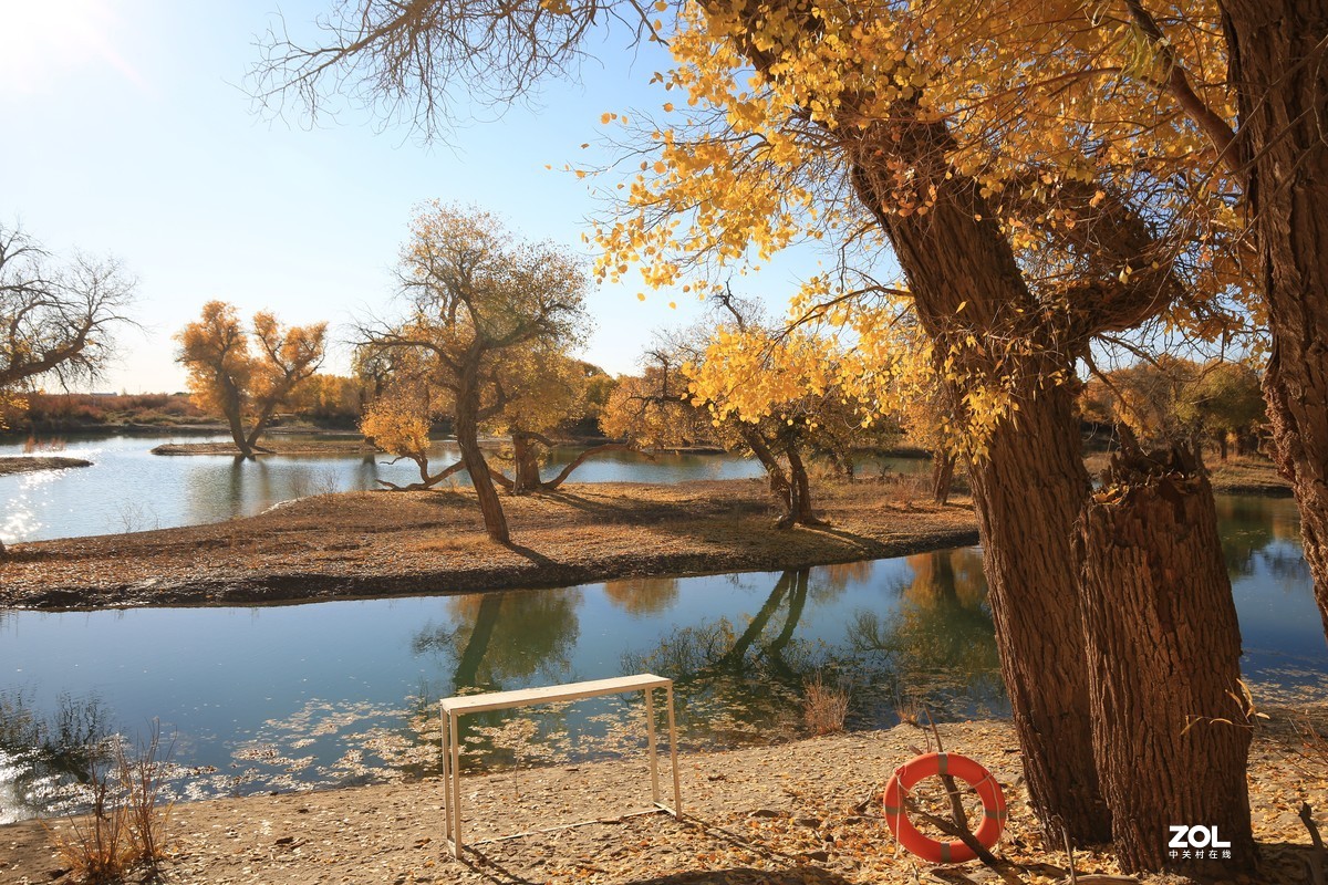 额济纳旗大漠胡杨林