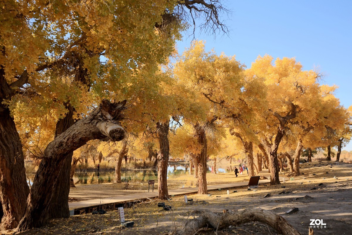 额济纳旗大漠胡杨林