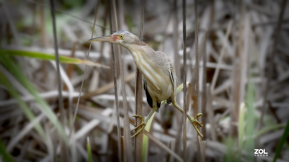 芦苇深处黄苇鳽