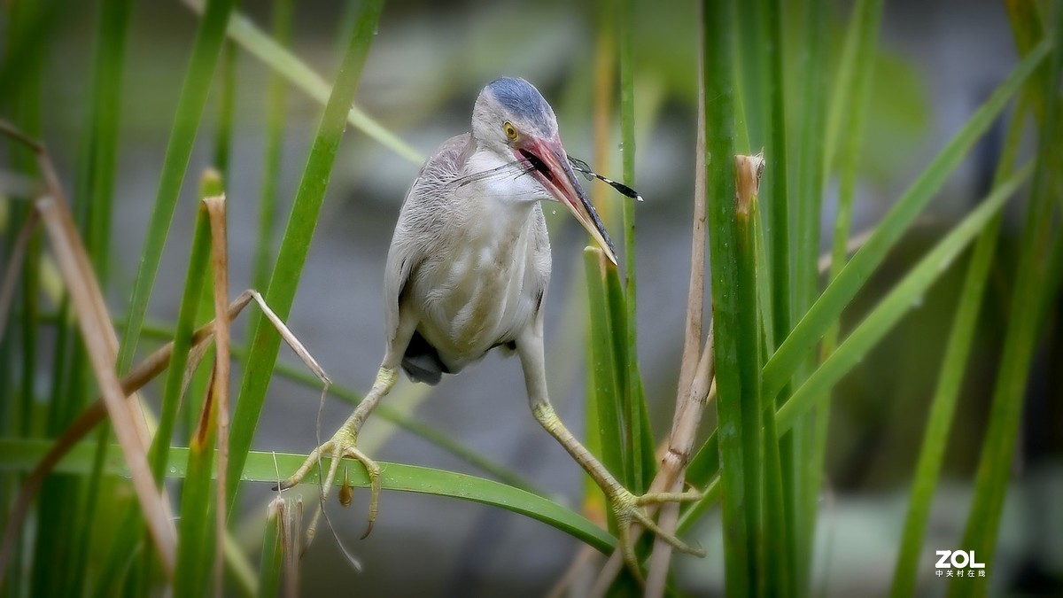 芦苇深处黄苇鳽