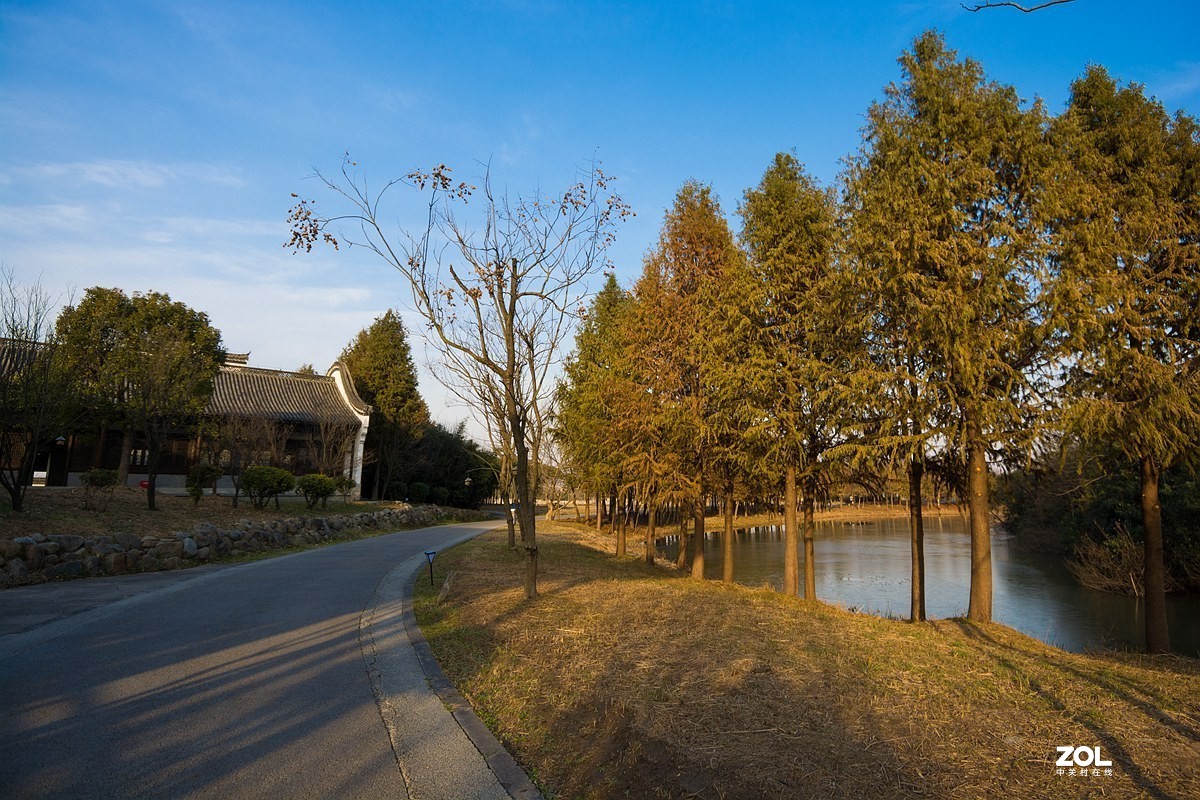 杭州湾湿地冬拍（22）---完结篇
