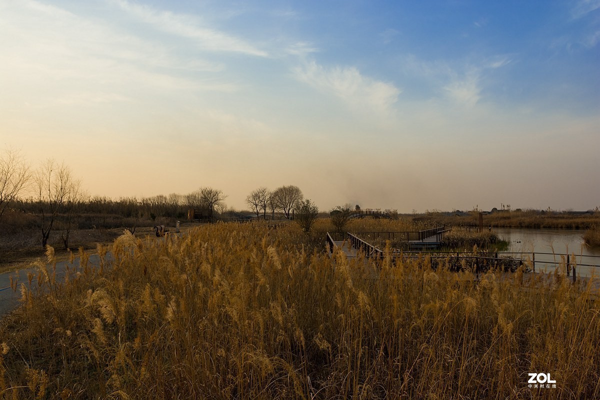 杭州湾湿地冬拍（22）---完结篇