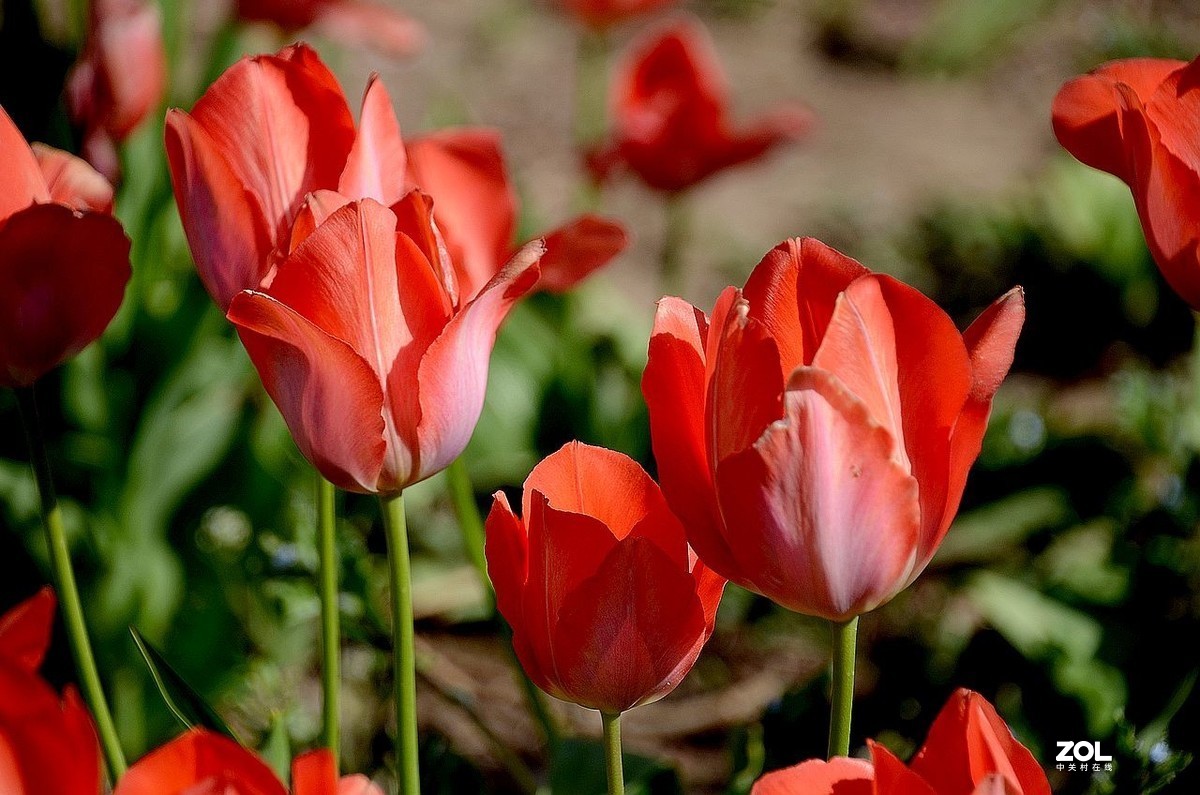 植 物 园 ----郁 金 香（2）