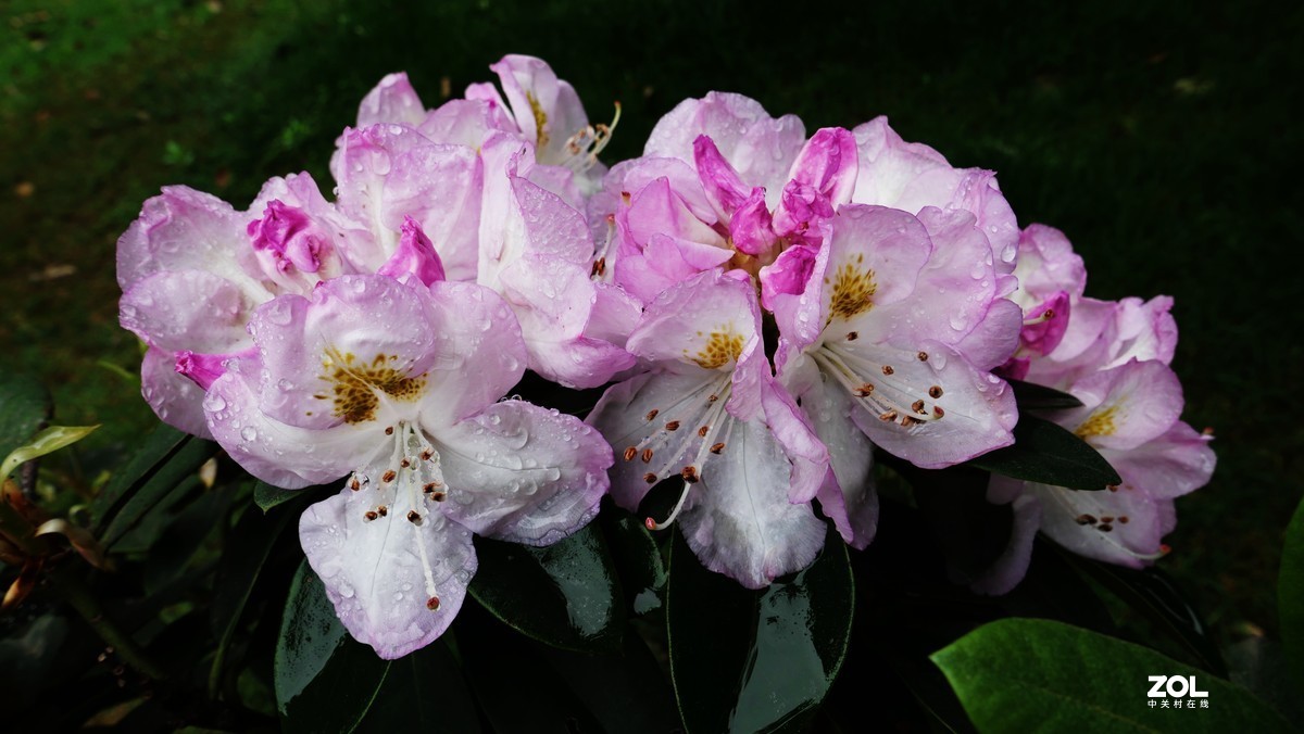 雨后杜鹃花
