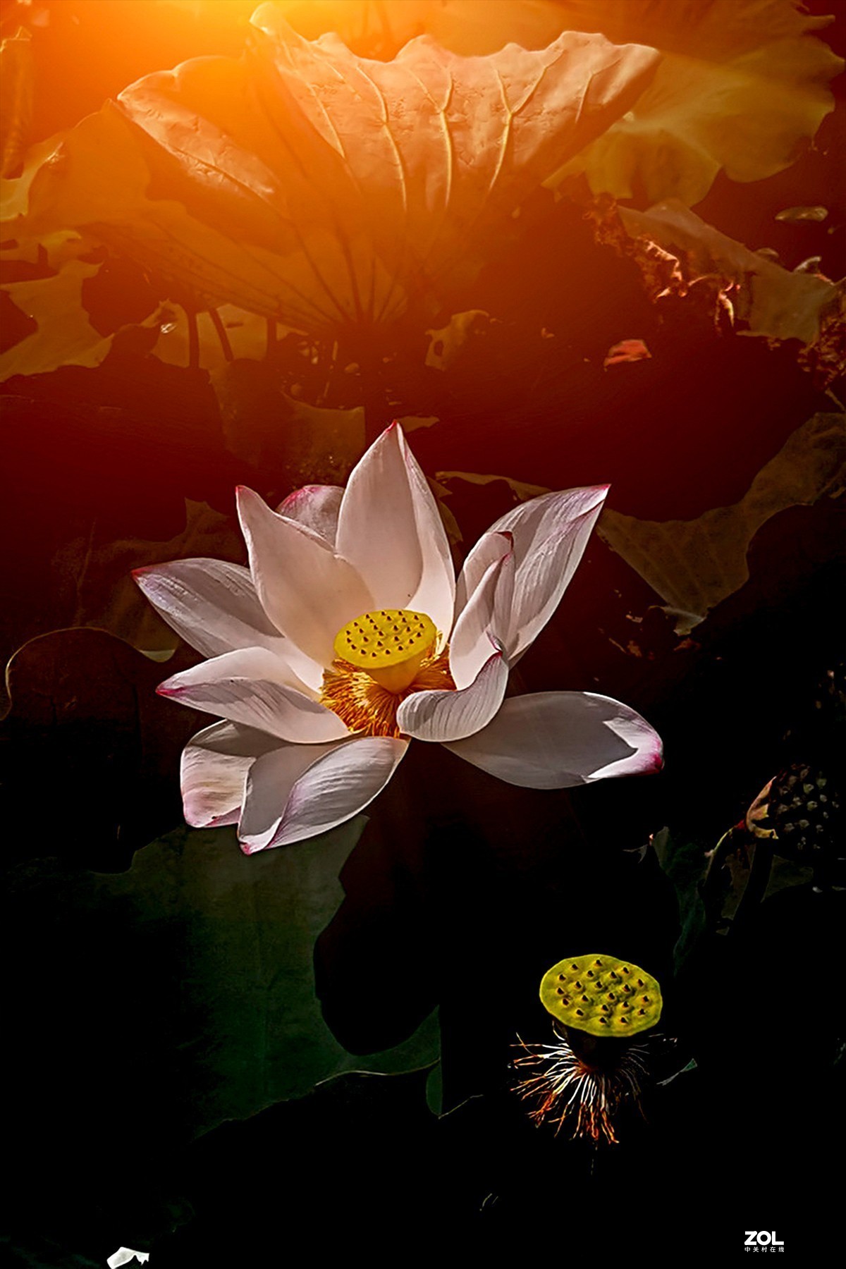 腾龙28-200F2.8试镜（原厂24-240置换）