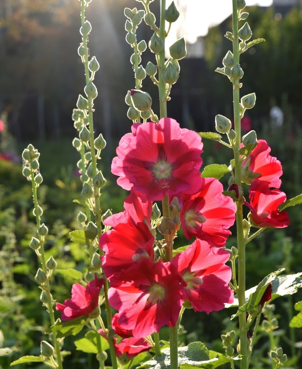 鲤鱼山公园的蜀葵花盛开啦