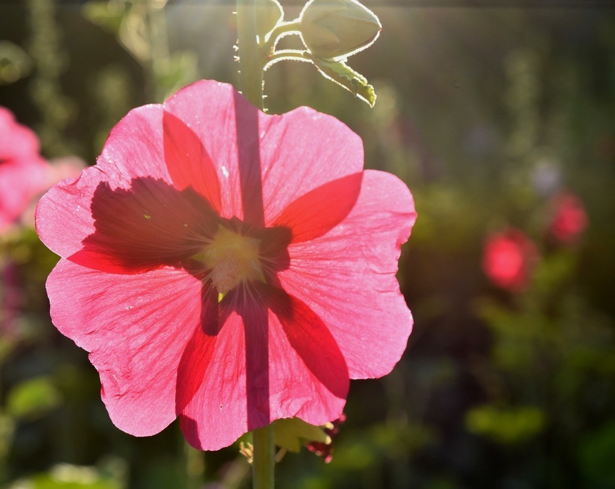 鲤鱼山公园的蜀葵花盛开啦