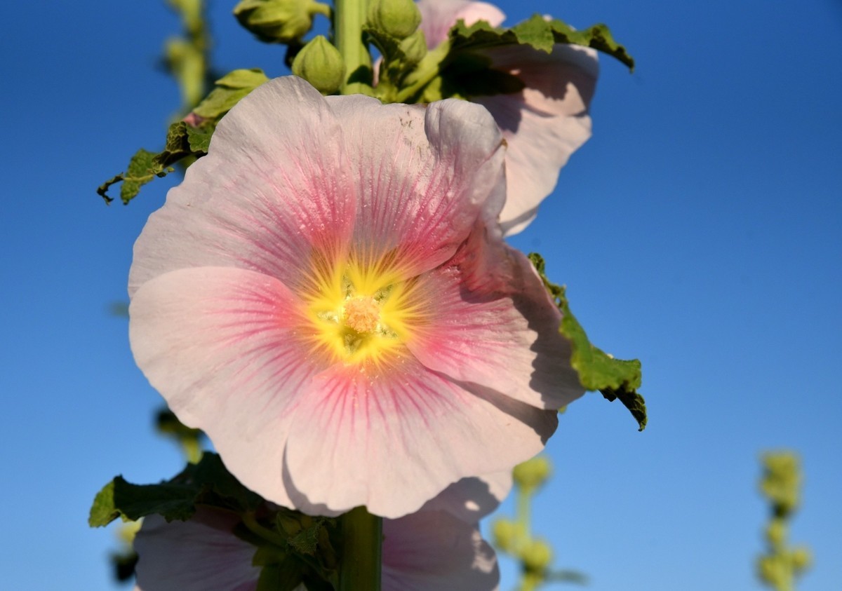 鲤鱼山公园的蜀葵花盛开啦