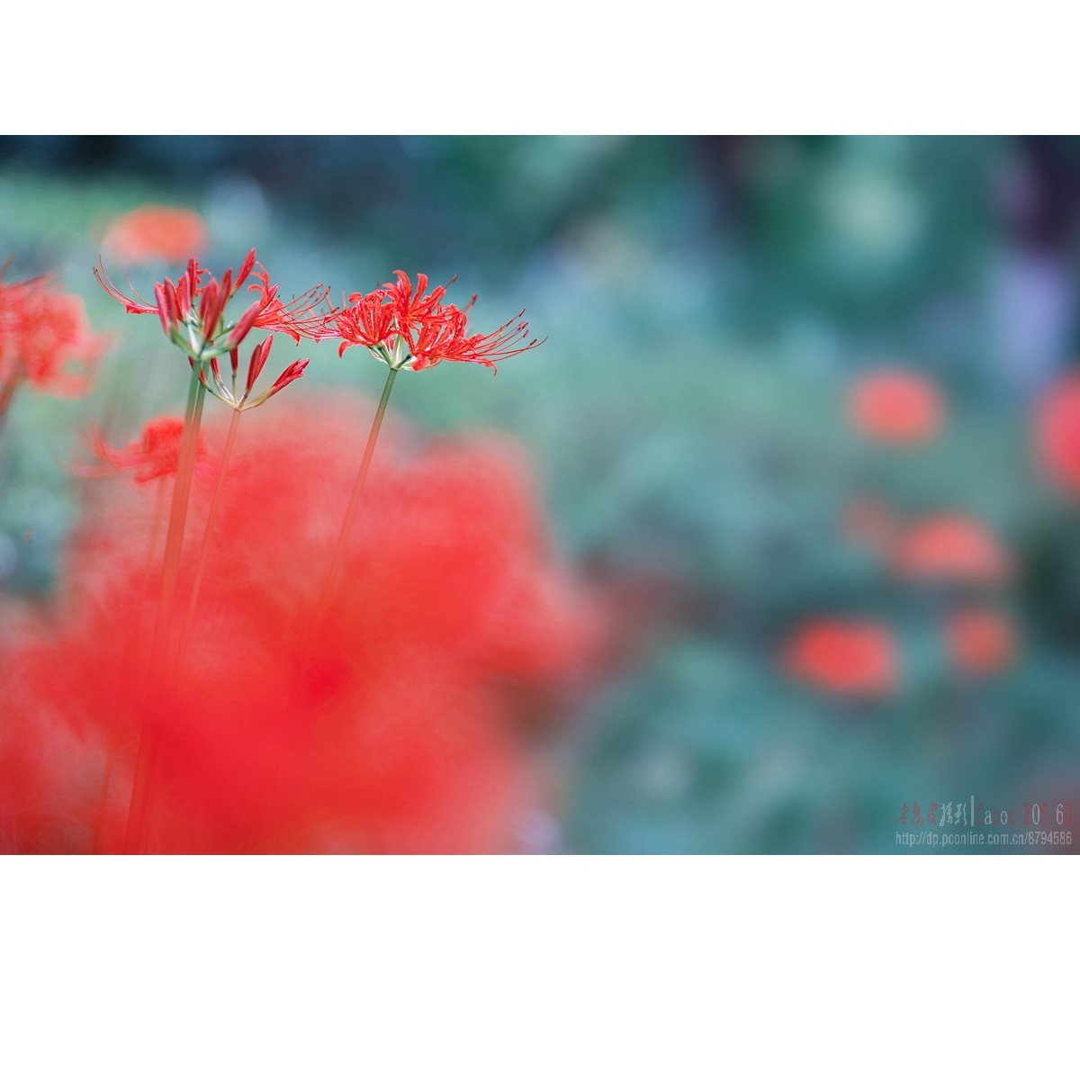 曼珠沙华（彼岸花）