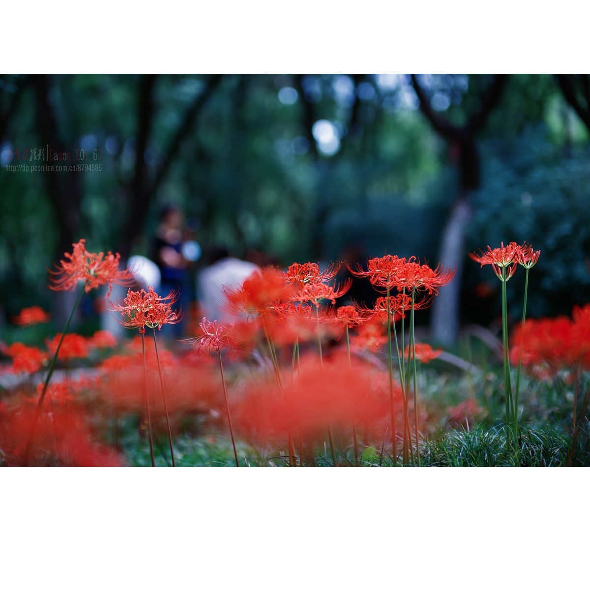 曼珠沙华（彼岸花）