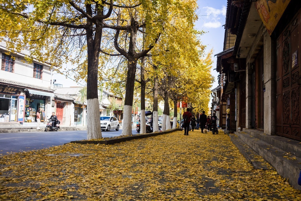 金色大地（无敌兔+22-55镜头拍的银杏）