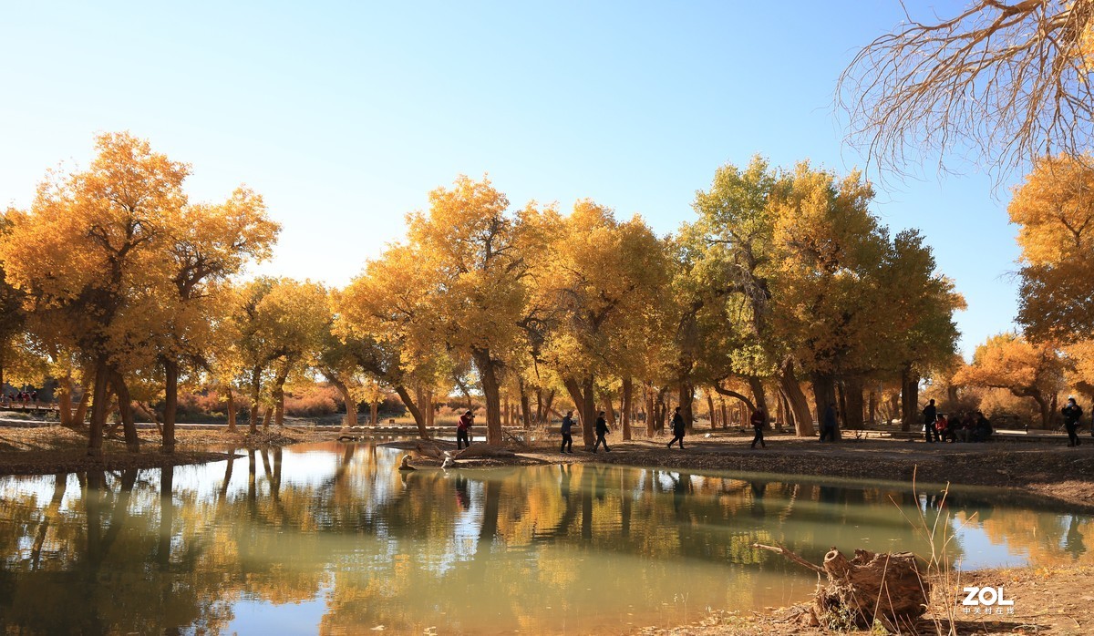 额济纳旗大漠胡杨林
