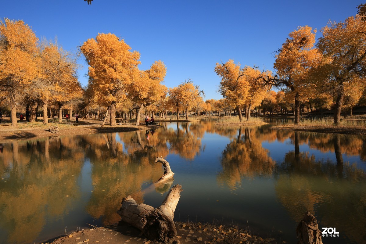 额济纳旗大漠胡杨林