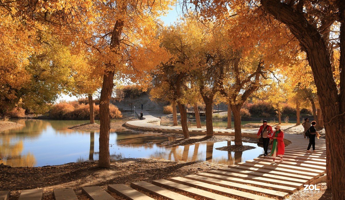 额济纳旗大漠胡杨林