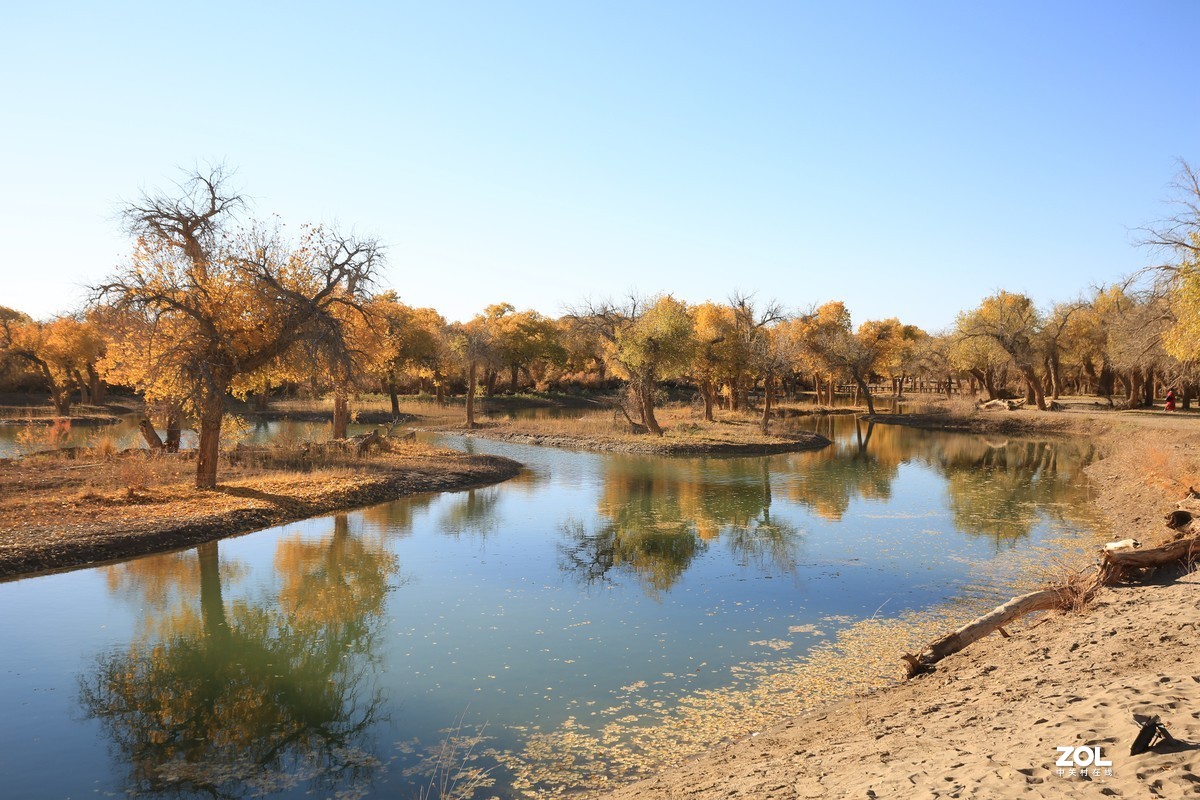 额济纳旗大漠胡杨林