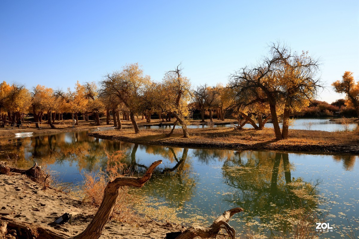 额济纳旗大漠胡杨林