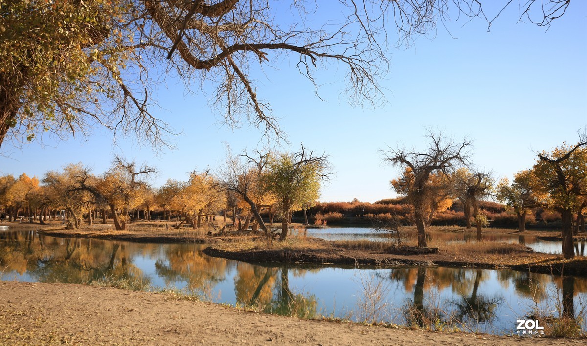 额济纳旗大漠胡杨林