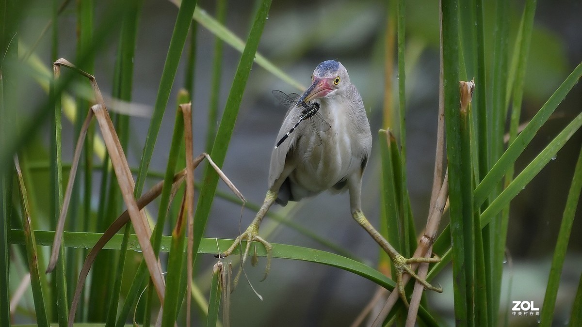 芦苇深处黄苇鳽