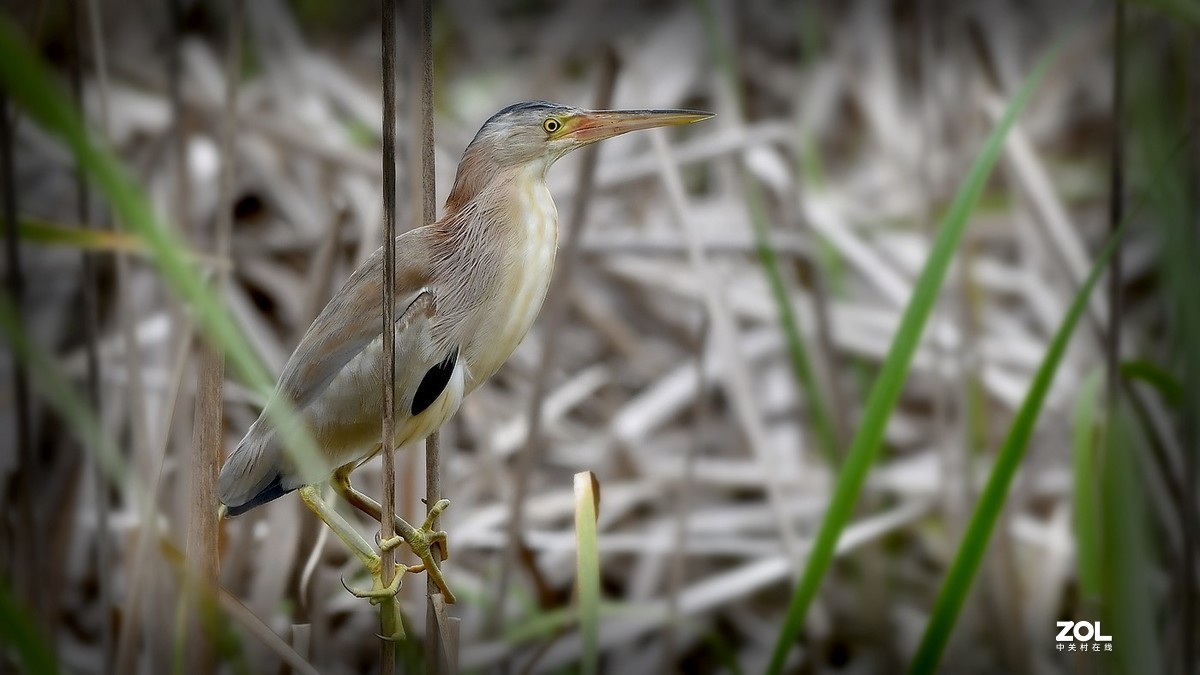 芦苇深处黄苇鳽
