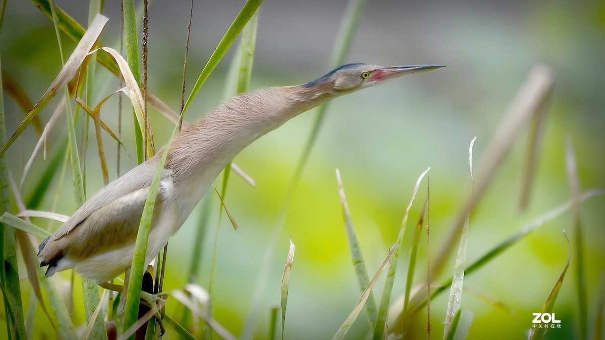芦苇深处黄苇鳽