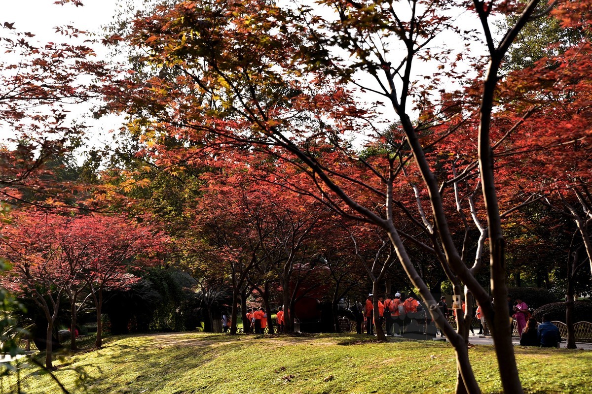 【家乡美】胜似春光——再看中山公园