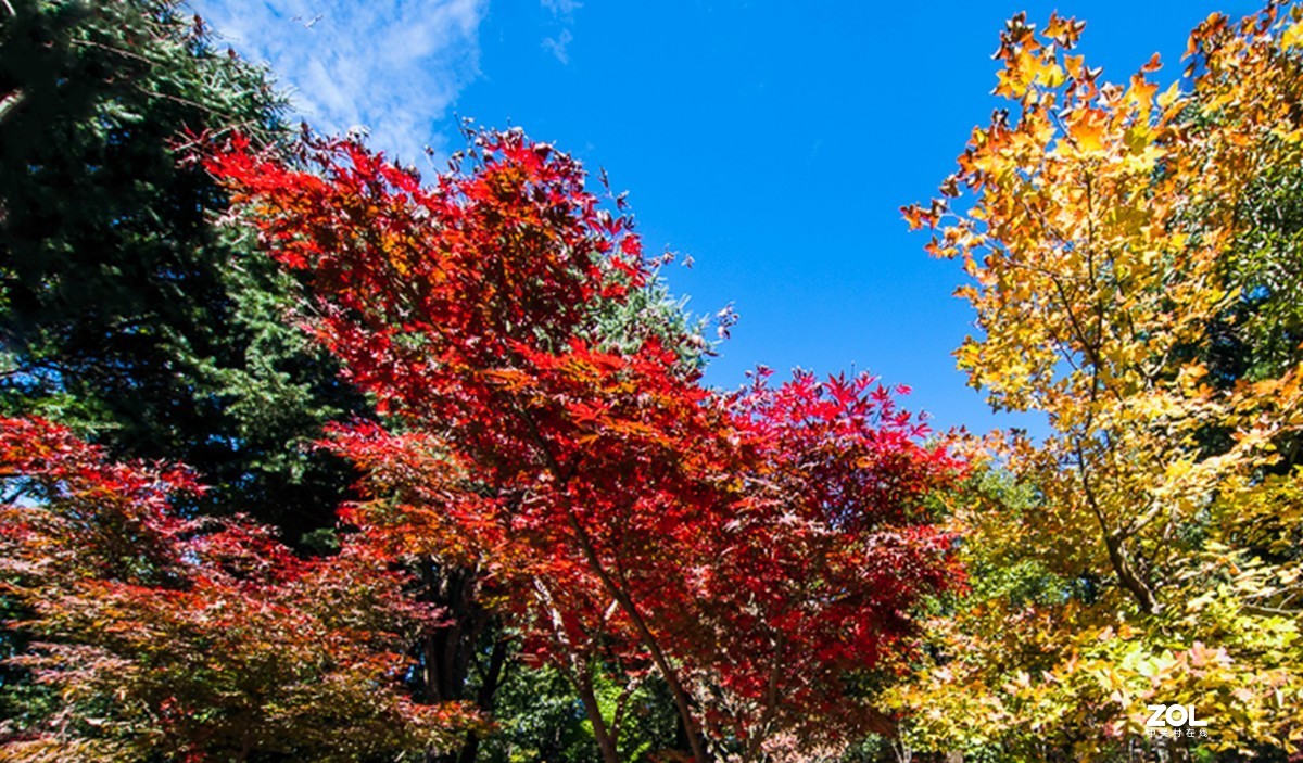 霜叶红于二月花
