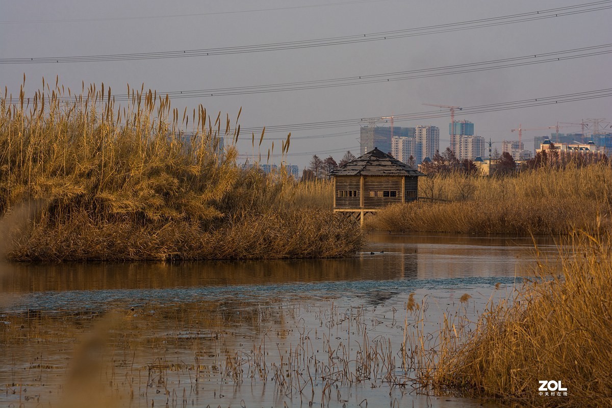 杭州湾湿地冬拍（22）---完结篇