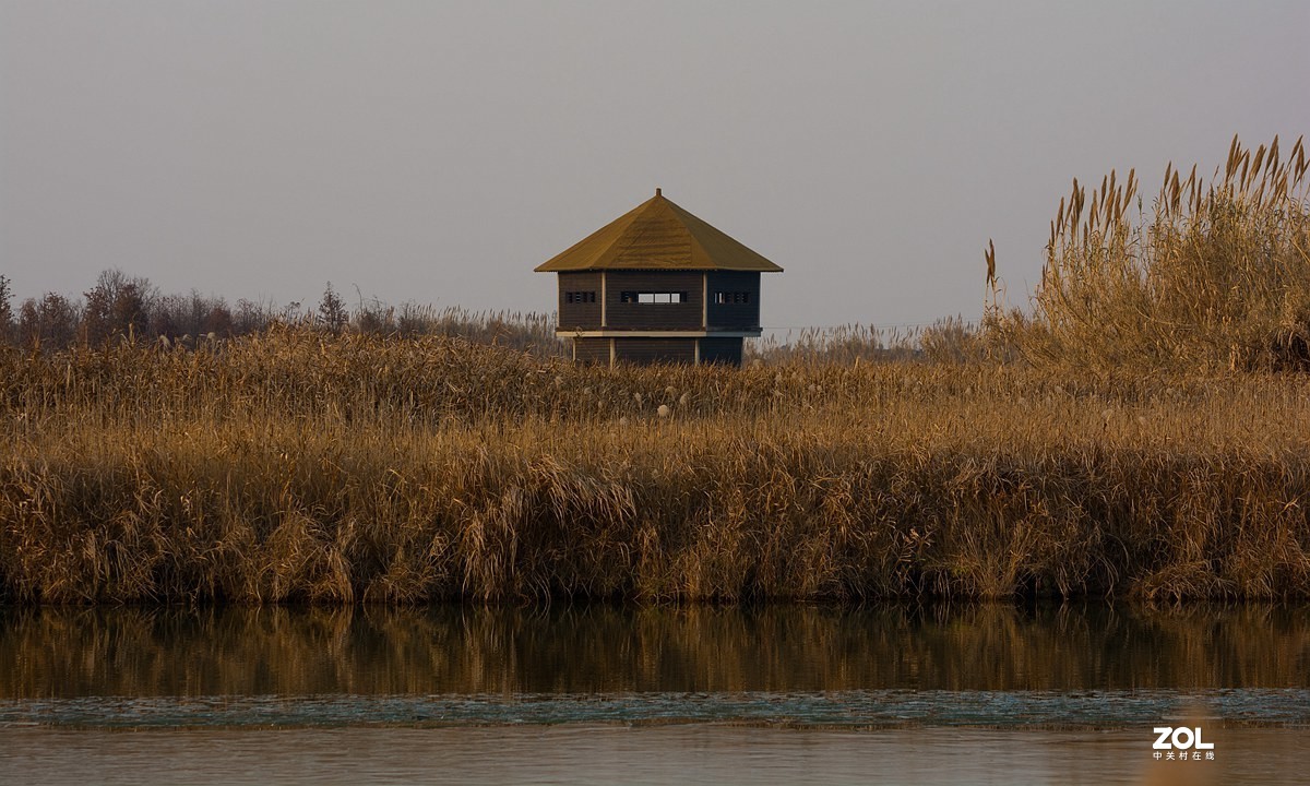 杭州湾湿地冬拍（22）---完结篇