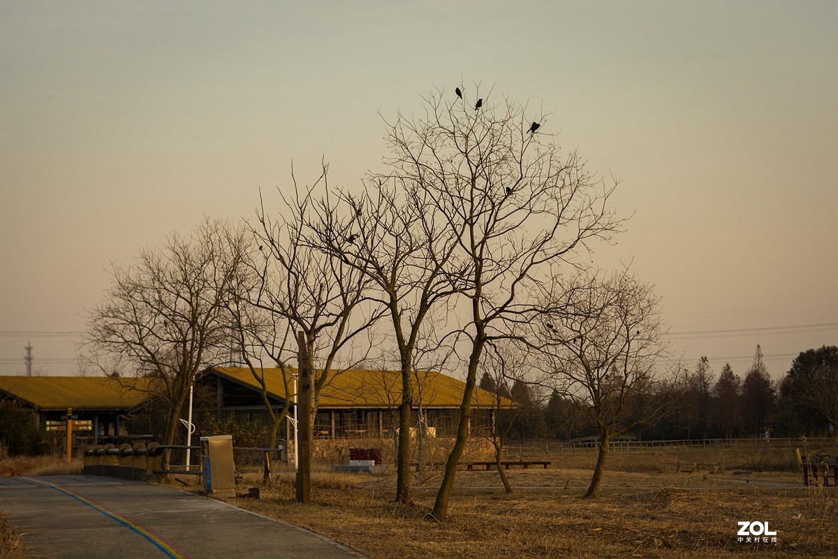 杭州湾湿地冬拍（22）---完结篇