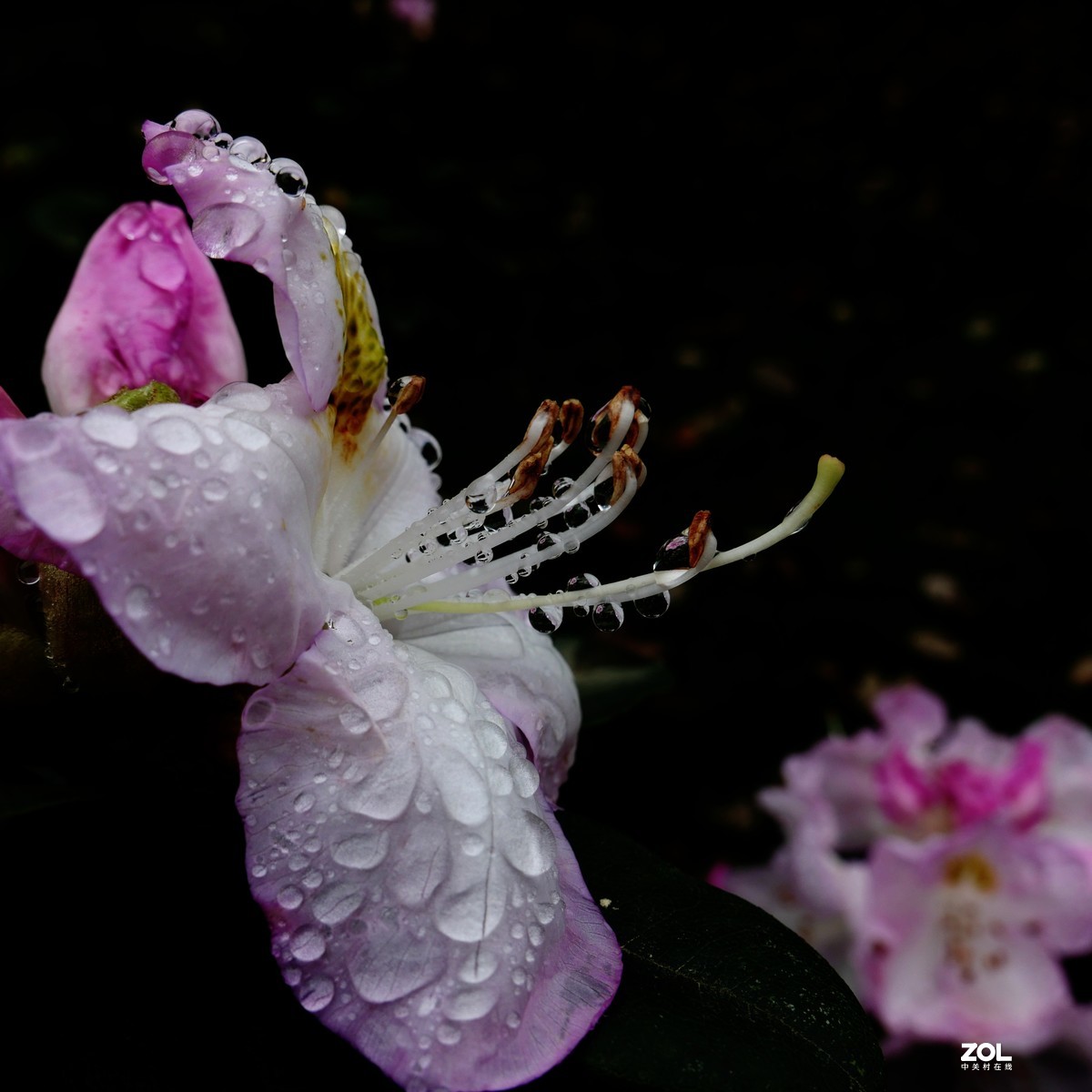 雨后杜鹃花