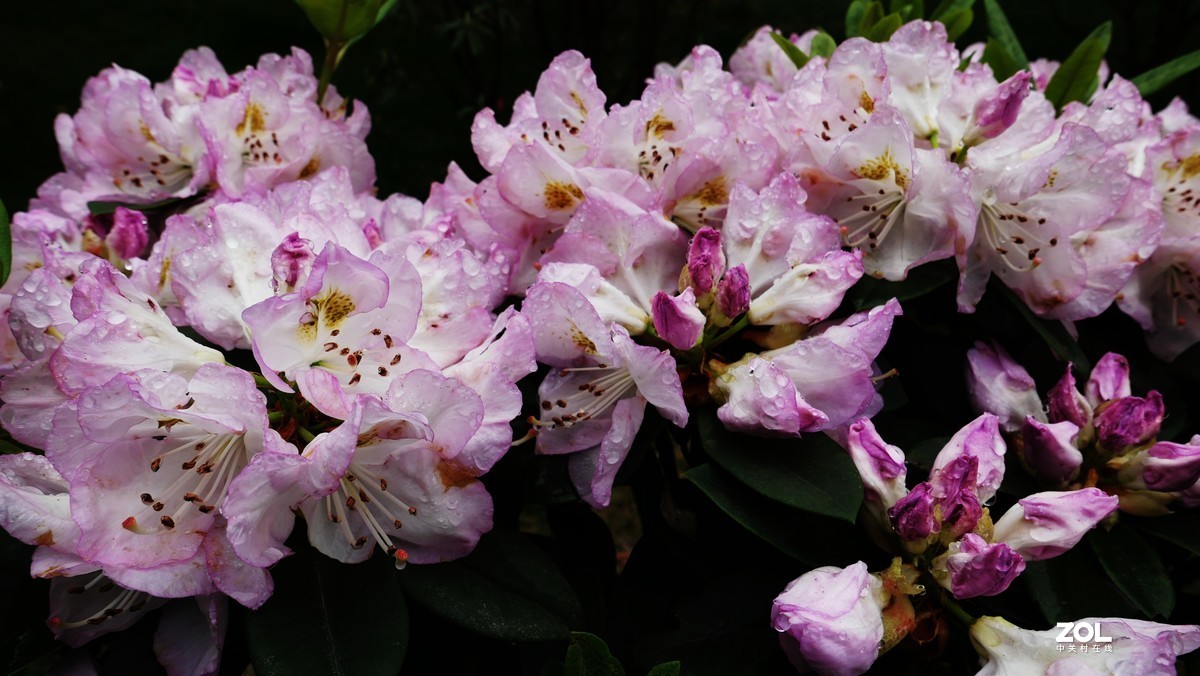 雨后杜鹃花