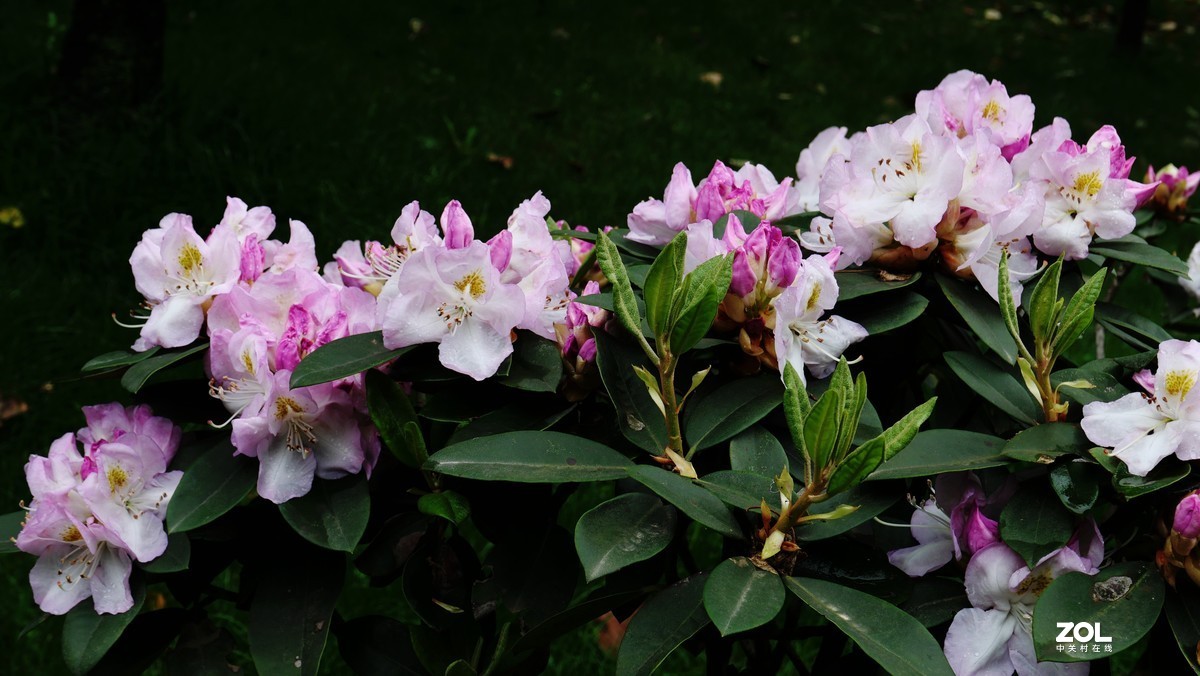 雨后杜鹃花
