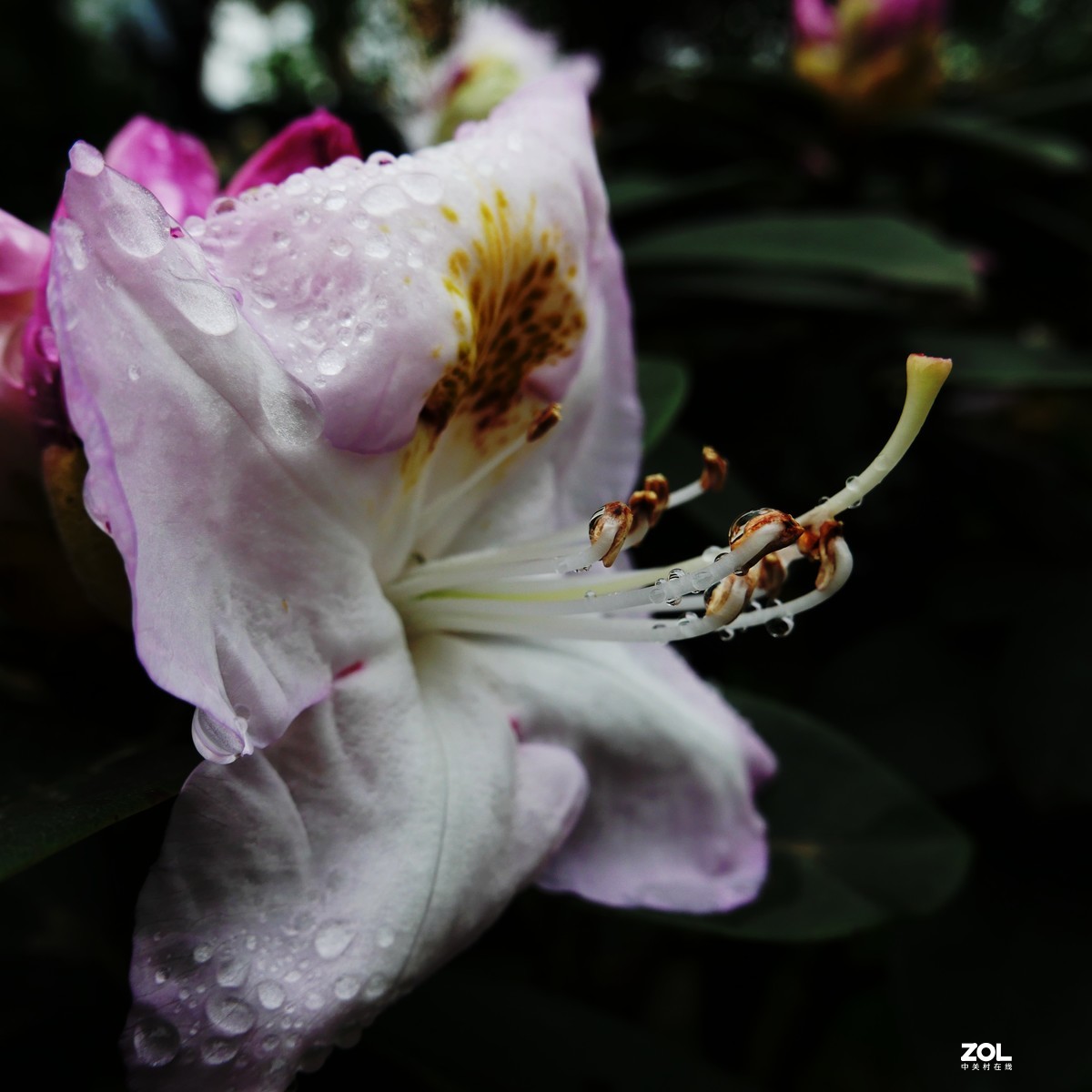 雨后杜鹃花