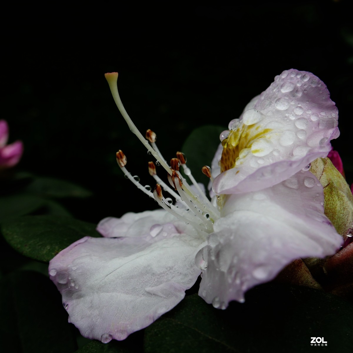 雨后杜鹃花