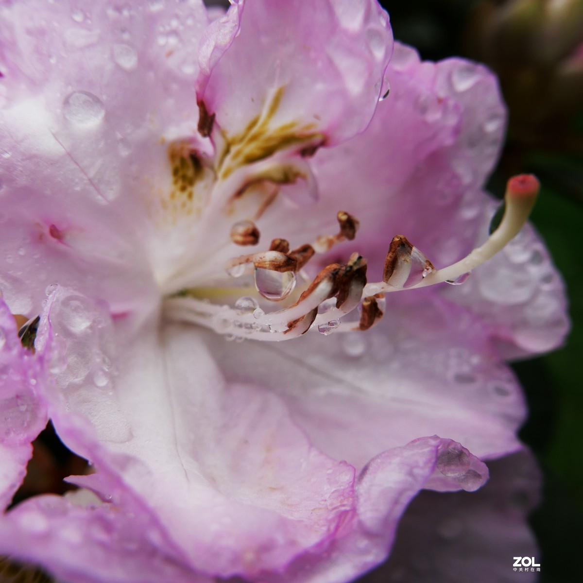 雨后杜鹃花