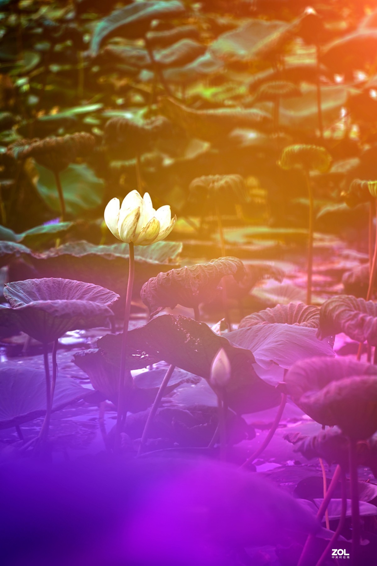 腾龙28-200F2.8试镜（原厂24-240置换）